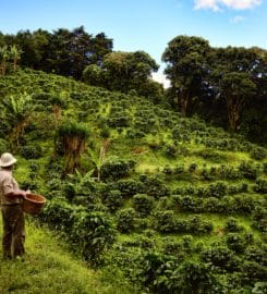 Café Monteverde