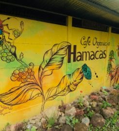 Organic Coffee Hamacas