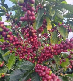 Café Vicmar