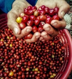 Café Tierra Media