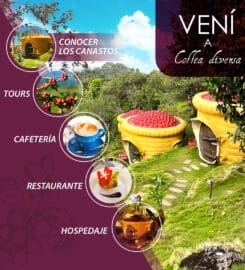 Coffea Diversa